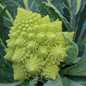 CAULIFLOWER Romanesco