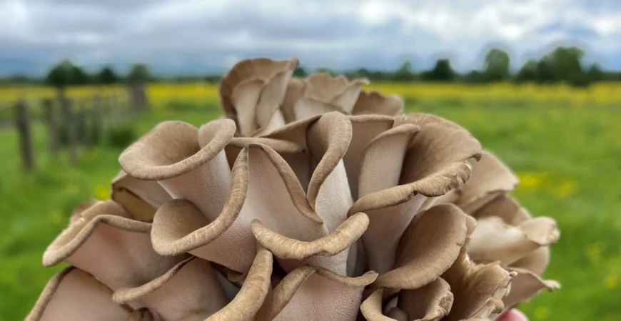 Mushroom_henofthewoods_900x900