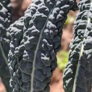 kale black bunches