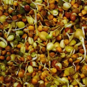 mixed_sprouted_seeds_900x900 mixed_sprouted_seeds_900x900