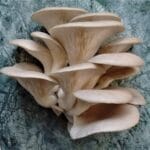 Oyster mushrooms Gallary