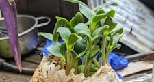 Organic growing