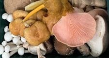 wild mushrooms