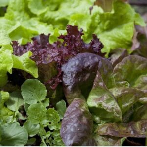 Four Acre Salad Bag