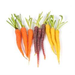 Organic Rainbow Carrots Organic Rainbow Carrots