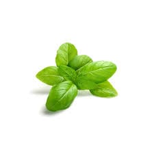 Organic Basil