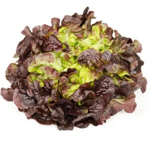 Lettuce Oakleaf