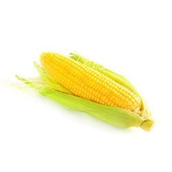 Organic Sweetcorn On the Cob Organic Sweetcorn On the Cob