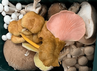 banner_mushrooms
