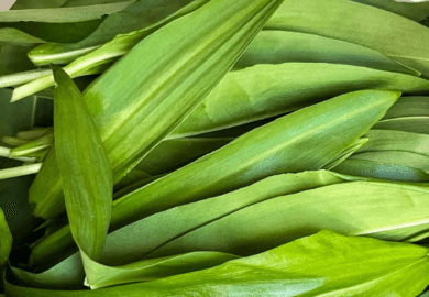 Organic Wild Garlic
