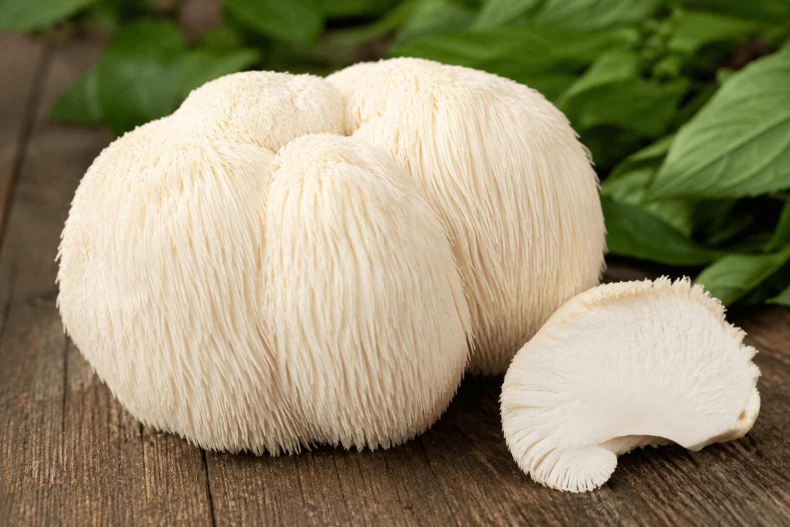 Lion's Mane Mushroom Lion's Mane Mushroom