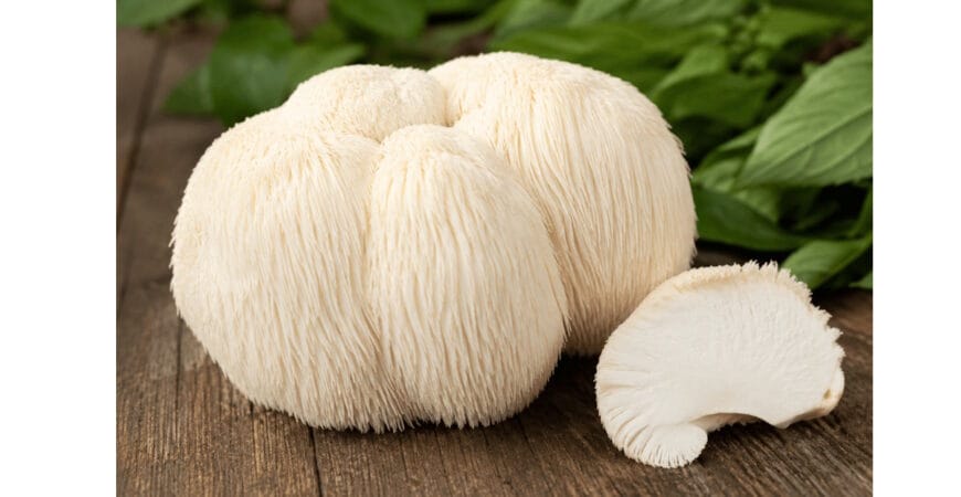 Lions mane