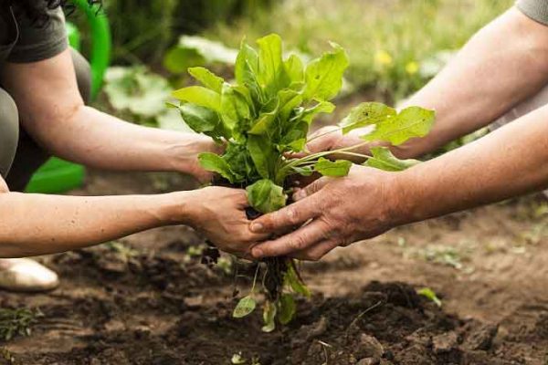 GROW SHARE